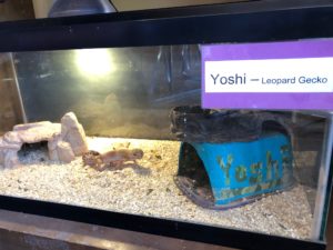 Leopard Gecko: Yoshi Science Nature Center
