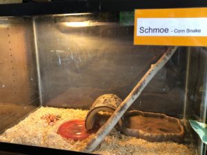 Corn Snake: Schmoe Science Nature Center Legacy Private School