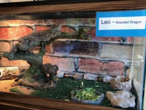 Bearded Dragons: Leo & Marge