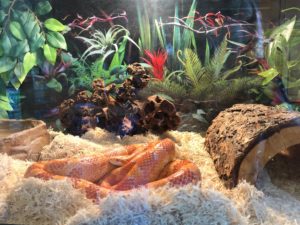 NEW: Corn Snake Zeina