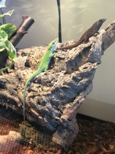 Green Anoles: Zander and Emery