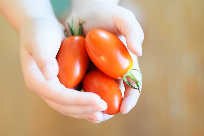 Child Holding Tomatoes From a Spring Garden