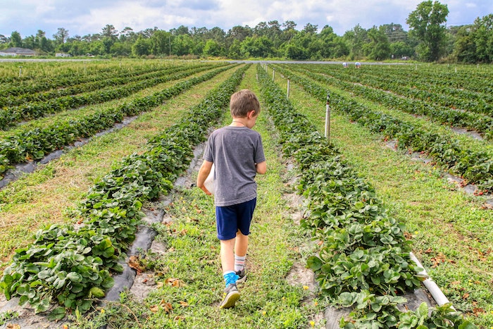 Strawberry Picking on a Summer Staycation