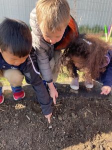 Pre-K Students Planting Seeds